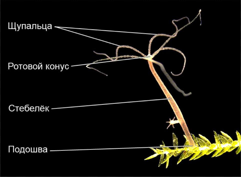 Замена hydra